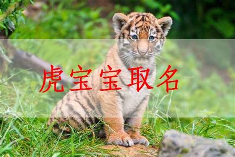 李姓虎男孩