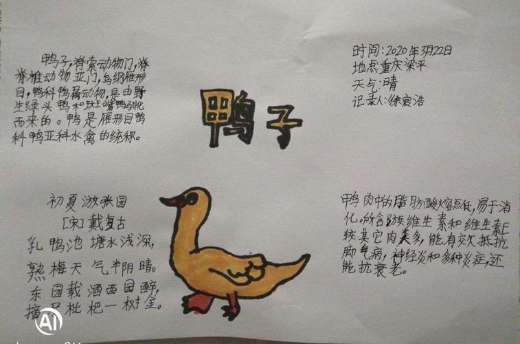 起个关于鸭子的名字