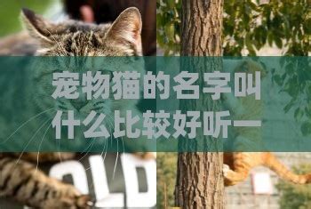 如何给小猫起名