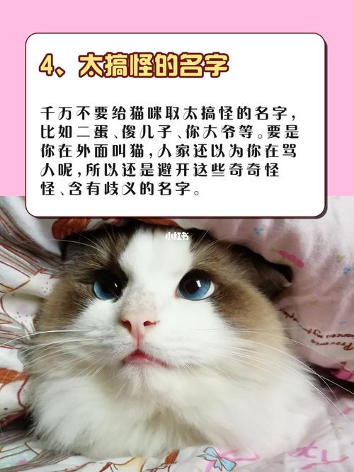 给我家猫咪取个名字