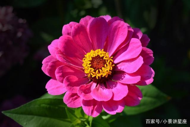 六月桃花盛开，三生石见证真爱三大星座即将迎来浪漫爱情
