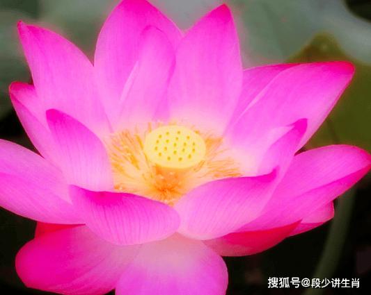 月财是什么生肖